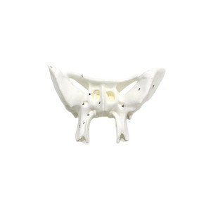 Modèle agrandi de la clavicule humaine, modèle anatomique, démonstration pédagogique biologique, modèle pédagogique médical orthopédique - Product Image 5