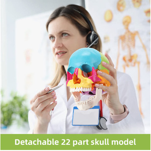 Modèle de crâne en 22 parties, couleur naturelle, grande taille, FRT025, matériel pédagogique artistique et médical détachable et assemblable. - Product Image 4