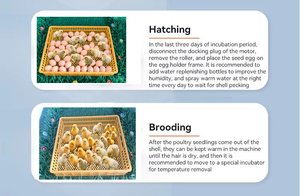 Incubadora de Huevos Totalmente Automática, 220V, 1056 Huevos, Incubadora para Huevos de Gallina, Codorniz, Pato, Ganso y Paloma - Product Image 3