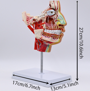 Modèle <span class=keywords><strong>de</strong></span> crâne en PVC avec nerfs et vaisseaux, modèle anatomique médical pour l'enseignement des sciences médicales, outil pédagogique pour l'école et la formation - Product Image 3