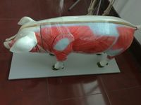 Modèle d'anatomie porcine détachable en 18 parties, modèle d'anatomie vétérinaire simulé, enseignement des sciences animales pour les écoles vétérinaires, CE/ISO