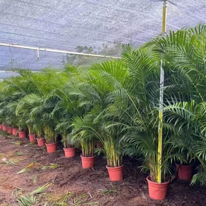 Palmera Dypsis <span class=keywords><strong>Lutescens</strong></span> Bonsái Natural Premium en Venta, Proveedor de Plantas Vivas de Vivero, Decoración para Hogar, Oficina y Hotel - Product Image 2