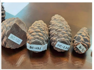 Foyer de <span class=keywords><strong>cheminée</strong></span> Ensemble de pignons de pin décoratifs bûche à gaz en céramique - Product Image 3