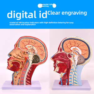 Modè<span class=keywords><strong>le</strong></span> d'anatomie faciale de <span class=keywords><strong>la</strong></span> <span class=keywords><strong>tête</strong></span> humaine avec les muscles des nerfs des vaisseaux sanguins du cerveau-pour <span class=keywords><strong>la</strong></span> dissection du cou et <span class=keywords><strong>la</strong></span> pratique de <span class=keywords><strong>la</strong></span> suture - Product Image 4