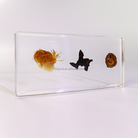 Nature Real Cultivated Mushroom in Resin Spécimen Embedded Exploration Students Education Kit