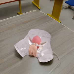 Darhadvanced hastaneler ve okullarda tıp bilimleri eğitimi için gelişmiş şeffaf PVC kadın kateterizasyon modeli - Product Image 3