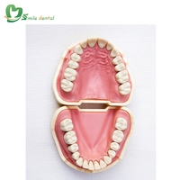 Modelo de Dientes Estándar, Modelo de Dientes Typodont para Estudio