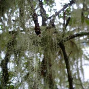 B.C.I <span class=keywords><strong>Snea</strong></span> Barbata Lichen Acidusnein Usnea Extracto en polvo Ácido Usnic CAS 125-46-2 - Product Image 2