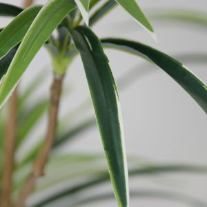 Dream Castle <b>Artificial</b> <b>Spider</b> <b>Plant</b> 100cm-200cm Indoor Floor Standing Potted <b>Plant</b> For Living Room Hotel Decoration - Product Image 2