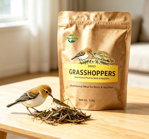 Suplemento alimenticio al por mayor, suplemento alimenticio natural de gafanhotos secos, alimento para mascotas, comida nutritiva para aves y reptiles - Product Image 2