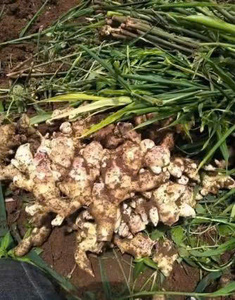 Tươi hữu cơ trẻ gừng Việt Nam hương vị tự nhiên xuất khẩu sang Trung Đông UAE saudi arabia - Product Image 5