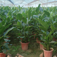Strelitzia Nicolai Oiseau de paradis, Variétés mixtes, Tailles variées, Tropicale, Intérieur/Extérieur, Écologique, Faite à la main, Cérémonie de remise des diplômes