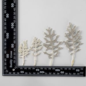 Real Godetia Jacobaea Maritima pegatinas de hojas secas plata HOJA DE ragwort epoxi artesanías para Navidad <span class=keywords><strong>Senecio</strong></span> Cineraria graduación - Product Image 6