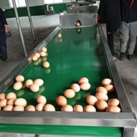 Ligne de production industrielle automatique pour le lavage, le nettoyage, le tri, l'inspection, le codage et la calibrage par poids des œufs frais