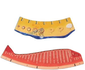 Modelo del Sistema Urogenital Femenino y del Ciclo <span class=keywords><strong>Menstrual</strong></span>, <span class=keywords><strong>Simulador</strong></span> de Folículo Ovárico y Lutea para la Enseñanza y el Entrenamiento de Anatomía Ginecológica - Product Image 1