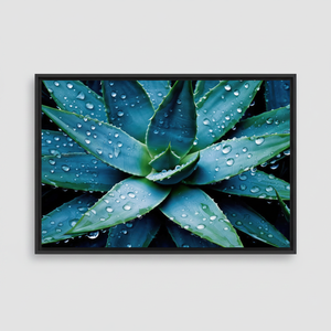 Printed Canvas: Succulent Plant with Water Droplets Wall Art,<b>BLACK</b> <b>FRAMED</b> CANVAS - Product Image 2