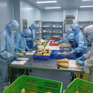 Fournisseur Vietnamien de Maïs Étuvé Congelé Prêt à Consommer, Idéal pour les Repas, Approvisionnement pour Supermarchés, Horeca, Vente en Gros, Prix Abordable - Product Image 4