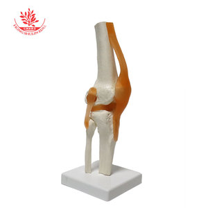 Modèle articulaire humain des articulations de l'épaule, de la hanche, de la main, du genou, du coude et du pied, pour l'enseignement médical de la répositionnement osseux, avec ligaments. - Product Image 4