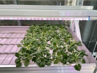 Serre agricole à ossature métallique pour serre verte