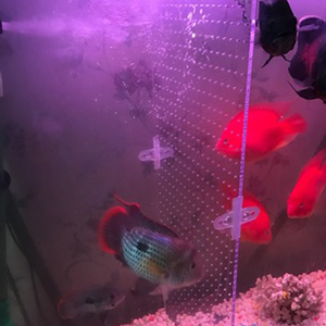 <span class=keywords><strong>Aquarium</strong></span> <span class=keywords><strong>Aquarium</strong></span> Acryl Divider <span class=keywords><strong>10</strong></span>/29/30/40/55/75/120 <span class=keywords><strong>Gallon</strong></span> Isolatie Board (zuignap Inbegrepen) - Product Image 4