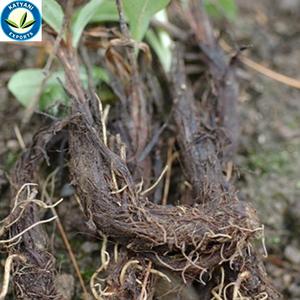 Huile essentielle de Spikenard Pure 100% au prix de gros avec une qualité supérieure provenant des principaux fabricants et exportateurs indiens - Product Image 2