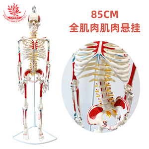 Modèle de squelette humain FRT007, version médicale suspendue, avec points d'origine et d'insertion de tous les muscles, squelette en PVC de 85 cm - Product Image 5