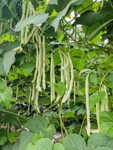 ANLUNDO Fertilizante Biológico en Polvo 100% Puro de Oligosacáridos de Algas Marrones, Bioestimulante con Liberación Controlada <span class=keywords><strong>para</strong></span> la Agricultura - Product Image 4