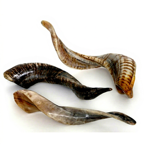 Shofar de cuerno de carnero Kudu, shofar de cuerno de carnero pulido, shofar artesanal natural, instrumento shofar de cuerno de carnero, shofar de cuerno de Kudu judío - Product Image 1