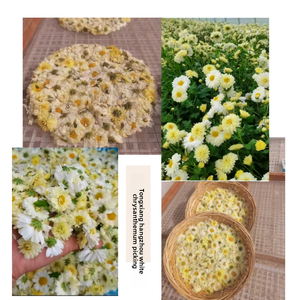 Tè di Crisantemo di Alta Qualità per il Festival del Doppio Nono, Artigianato Tradizionale, Miscela di Fiori Essiccati e Affettati, Dolce, Processato AD, Conservato in Acqua - Product Image 3