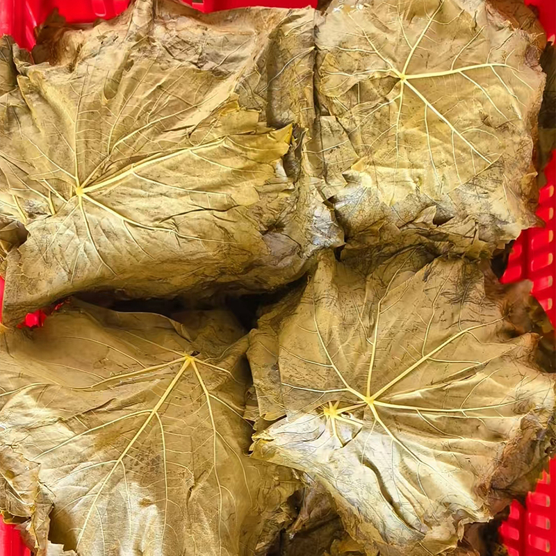 Fresh Tasting Grape Leaves in Brine