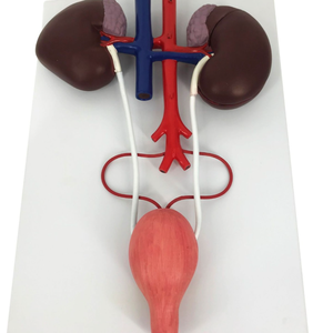 Herramienta de Educación <span class=keywords><strong>Veterinaria</strong></span> 3D con cámaras desmontables para el estudio del sistema digestivo de la vaca - Product Image 4