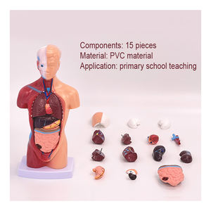 28Cm Torso Manusia Model Tubuh Anatomi Jantung Otak Kerangka Medis Organ Dalam Perlengkapan Pembelajaran Mengajar - Product Image 4