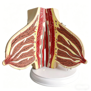 Modèle anatomique de sein féminin humain en phase de lactation pour l'enseignement médical et l'anatomie - Product Image 1