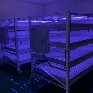 Sansi lampu LED produsen spektrum penuh lampu LED dapat diredupkan lampu tumbuh Strip untuk tanaman dalam ruangan untuk dalam ruangan rumah kaca, bibit