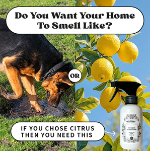 Éliminateur <span class=keywords><strong>de</strong></span> Taches et d'Odeurs pour Odeurs Fortes Enzyme Éliminateur d'Odeurs d'<span class=keywords><strong>Animaux</strong></span> pour la Maison Chats Chiens Pipi d'<span class=keywords><strong>Animaux</strong></span> Détruiteur d'Urine <span class=keywords><strong>de</strong></span> Chien Vaporisateur <span class=keywords><strong>de</strong></span> Taches <span class=keywords><strong>de</strong></span> Chat - Product Image 6