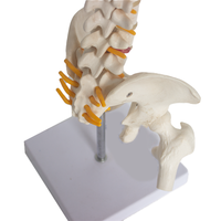 Science médicale squelette humain modèle anatomie colonne vertébrale bassin PET matériel SMD01625