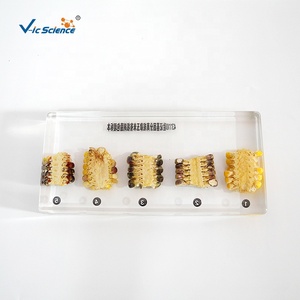 Échantillons d'enseignement biologique et génétique pour la vérification du principe de ségrégation génétique du maïs - Product Image 5