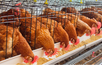 Cage à poules pondeuses industrielle automatique, grande, portable, économique, pour l'élevage en Afrique, meilleure vente