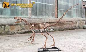 Modè<span class=keywords><strong>le</strong></span> de squelette d'Eoraptor du musée d'<span class=keywords><strong>histoire</strong></span> naturelle MY Dino DS059 - Product Image 6