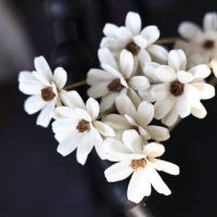 Vente en gros de fleurs artisanales de haute qualité en graines de tournesol véritables pour mariage, Noël, la Saint-Valentin, décoration intérieure, bricolage, fleuriste, sur mesure