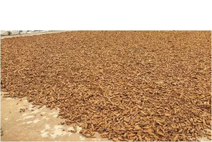 Cúrcuma de Grado Premium para Exportación, Dedos de Cúrcuma Secos Naturalmente, Haldi Crudo Entero para Suministro a Granel, Procesamiento de Alimentos, Condimento y Venta al por Mayor - Product Image 3
