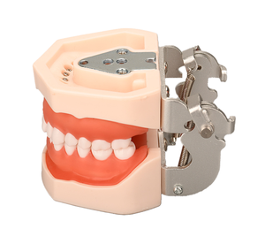 28 denti staccabili a vite modello speciale di insegnamento orale medico per la formazione di scienze odontoiatriche - Product Image 5