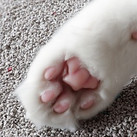 Litière pour chat en zéolite naturelle brute, pour chatons et chats adultes, adsorption des odeurs volatiles, séchage rapide, sans poussière, respectueuse de la peau
