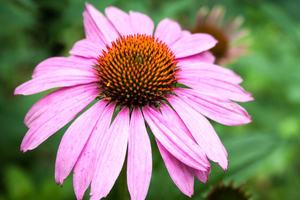 Ekinezya Özü %30 %50 Ekinezya Polisakkarit Diyet Takviyeleri Fonksiyonel Gıdalar Sağlık Ürünleri için - Product Image 2