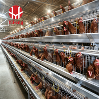 Nouvelle Cage à Poulets Automatique Économique en Acier pour l'Élevage Moderne, avec Système d'Alimentation et d'Abreuvement Automatiques, Type A