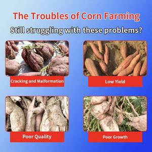 ENGRAIS <span class=keywords><strong>DE</strong></span> <span class=keywords><strong>PATATE</strong></span> <span class=keywords><strong>DOUCE</strong></span> Engrais spécialisé pour la production <span class=keywords><strong>de</strong></span> patates douces à haut rendement Engrais organique spécialisé pour pommes <span class=keywords><strong>de</strong></span> terre - Product Image 2