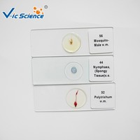 Microscope Slide for Biological Class Biological Microscope Slides Prepared Specimen Slides for Biology Class Teaching
