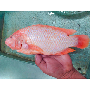 Tilapia roja congelada precio de la tilapia roja y negra - Product Image 6