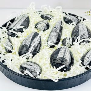 Fósiles de Trilobites al por Mayor, Piedra Sinijiao de Impacto Directo, Especímenes Arqueológicos, Fósiles Naturales del Fondo Marino, Piedras en Bruto para Decoración - Product Image 5