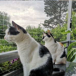 Valla de Seguridad Transparente de Monofilamento de Nailon Anticaídas para Balcones y Ventanas, Malla <span class=keywords><strong>Invisible</strong></span> para Mascotas, Red para Gatos - Product Image 1